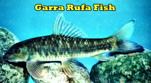 Garra Rufa Fish