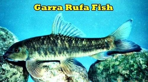 Garra Rufa Fish