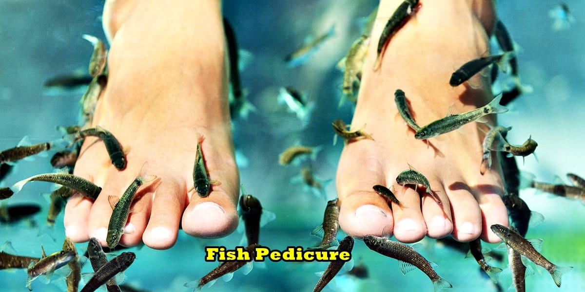 Fish Spa