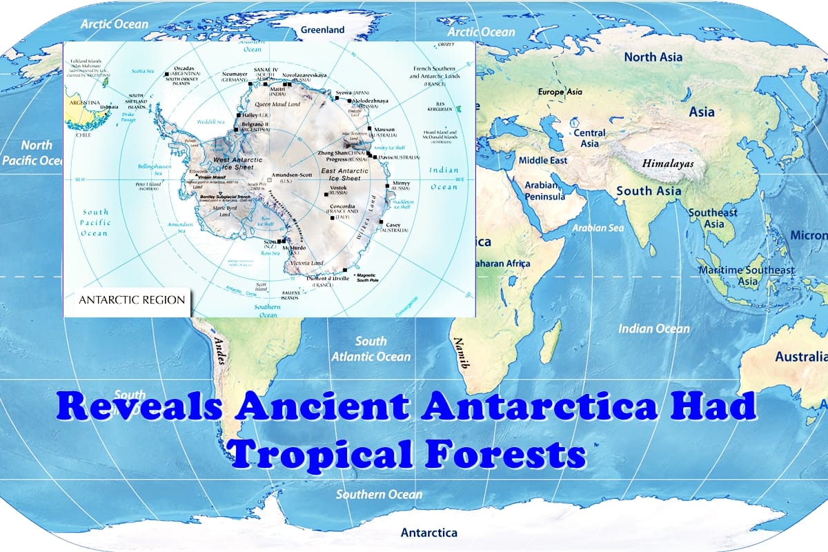 90 million year old Amber discovery in Antarctica