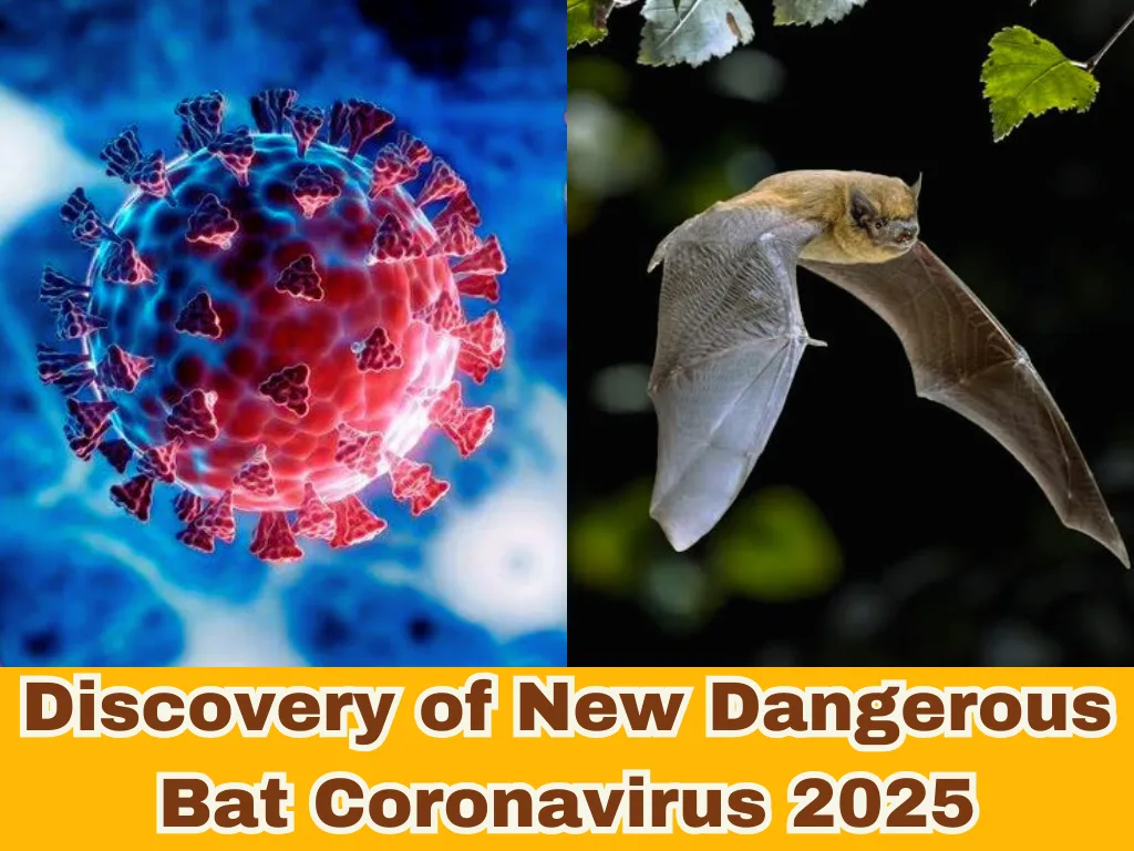 Discovery of New Dangerous Bat Coronavirus 2025