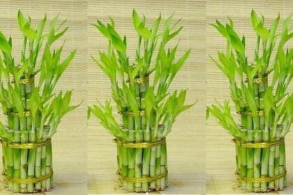 Bamboo Vastu Tips