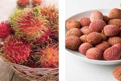 Litchi Benefits