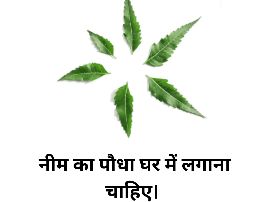 Neem Plant Benefits