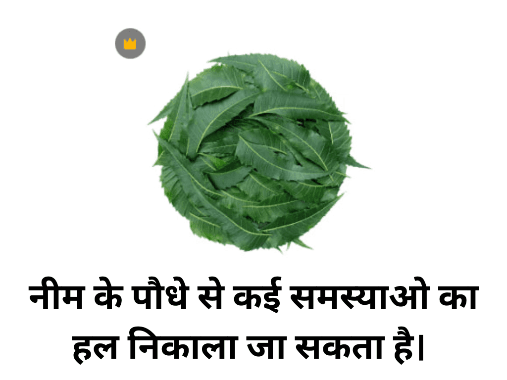 Neem Plant Benefits