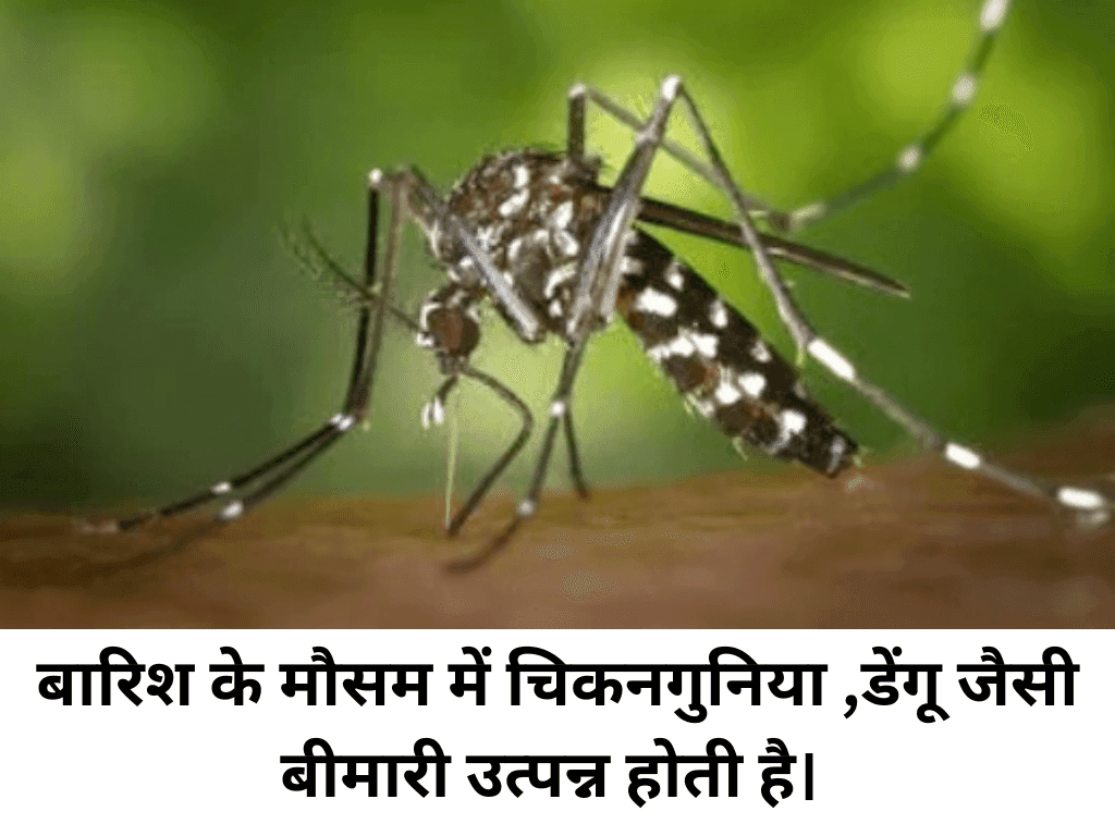 Chikungunya Vs Dengue