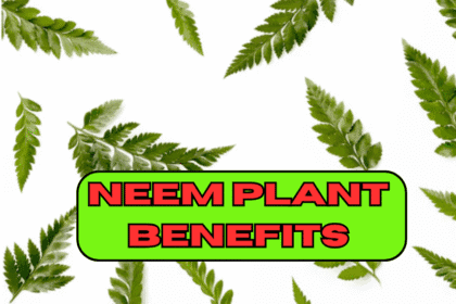 Neem Plant Benefits