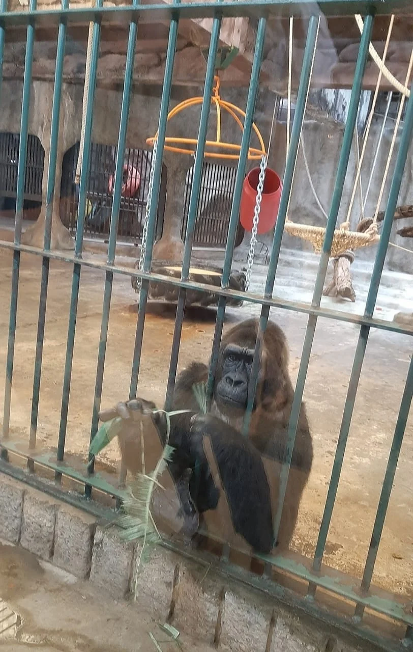 World Animal Protection