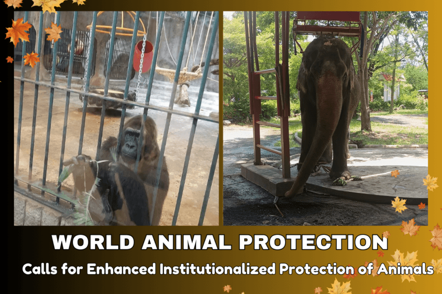 World Animal Protection Calls for Enhanced Institutionalized Protection of Animals