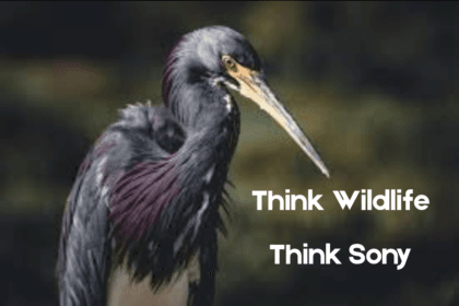 Think Wildlife Think Sony