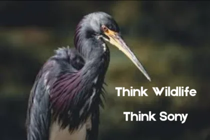 Think Wildlife Think Sony