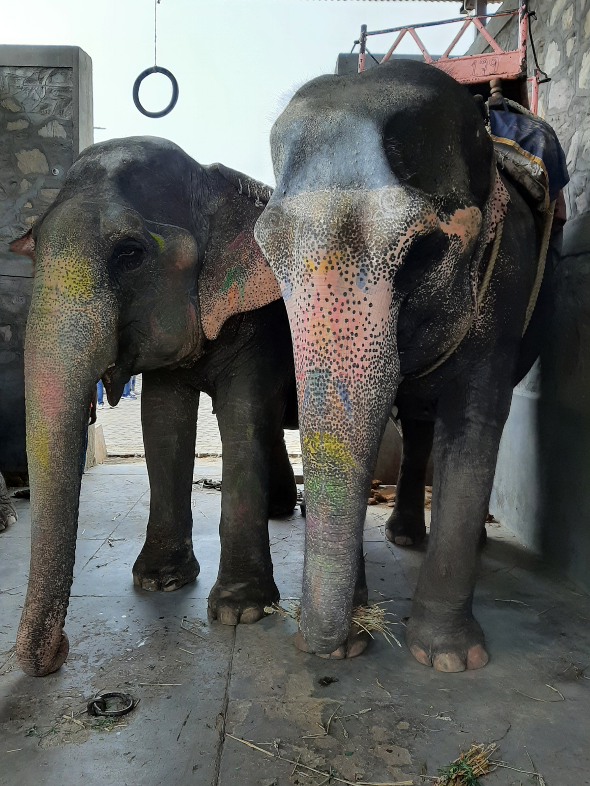 World Animal Protection