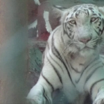 World Animal Protection