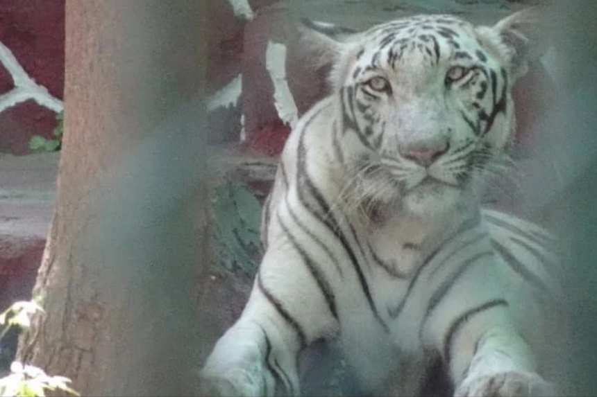 World Animal Protection