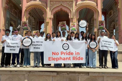 Elephant Rides