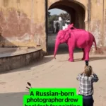 World Animal Protection