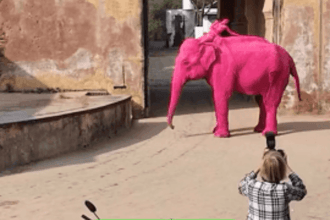 World Animal Protection