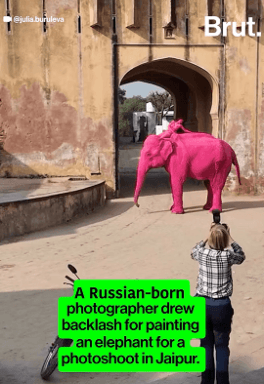 World Animal Protection